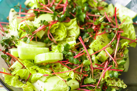 Fresh green salad with red radish microgreens and vegetable mix. Healthy food a, a Food & Drink Photo by Eugene_Photo