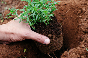 placing a satureja plant into the ground, a Photo by Nito