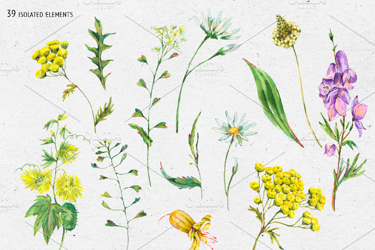 Watercolor meadow herbs&flowers, an Illustration by Depiano (Photo 3 of 19)