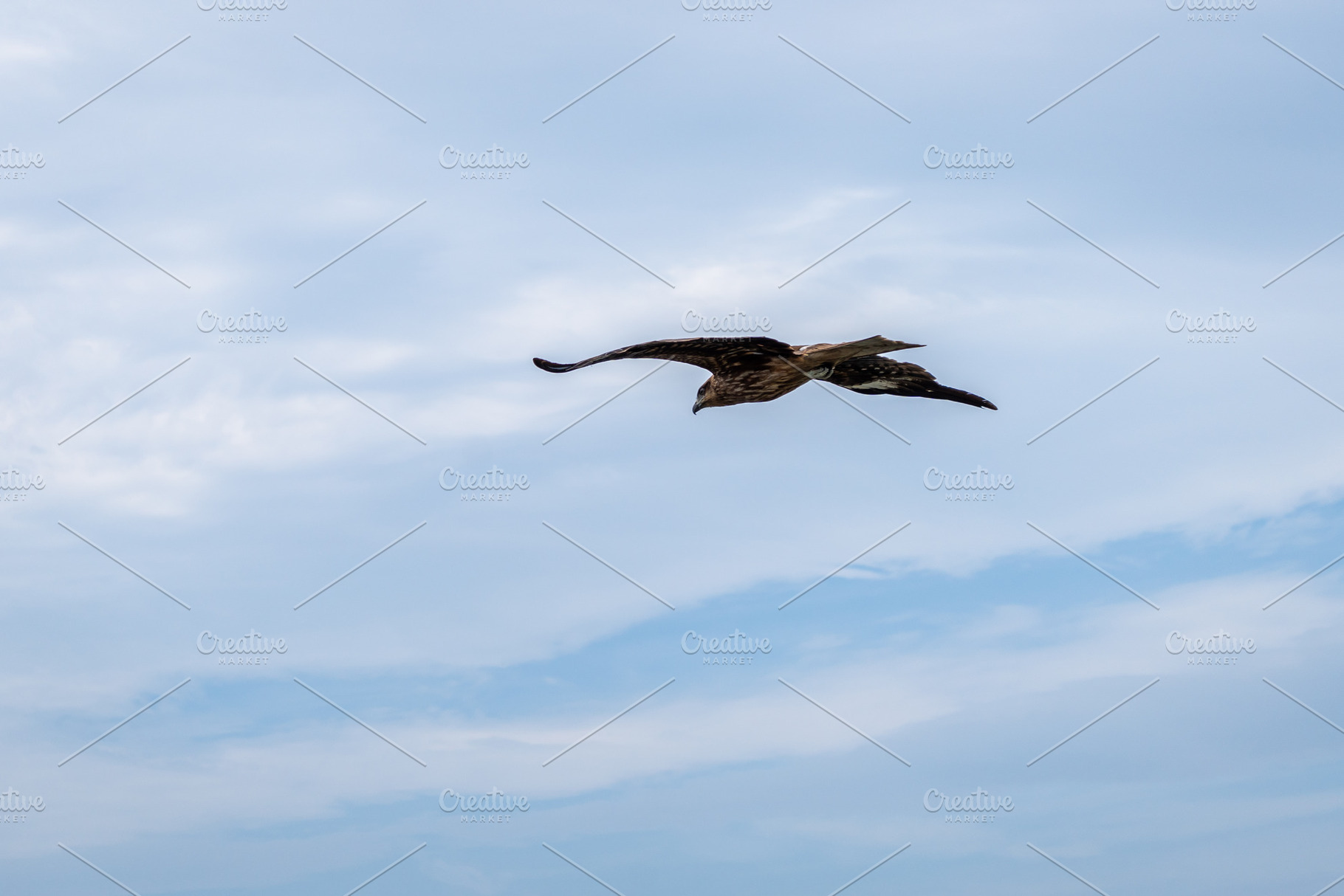 Black kite flying over Enoshima Island in Japan's summer sky, an Animal Photo by GoodGoods