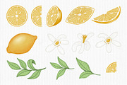 Lemon, a Decorative Illustration by Iryna Mel (Thumbnail 3 of 7)