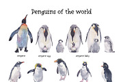 Penguins of de world watercolor set, an Animal Illustration by Art & Things (Thumbnail 3 of 5)