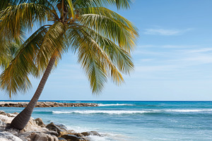 Tropical beach with palm tree, a Nature Photo by MistyDay