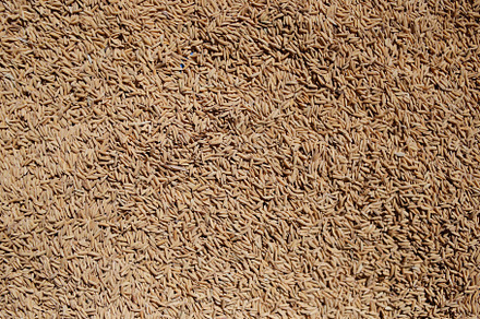 Close-up of rice texture (grain)