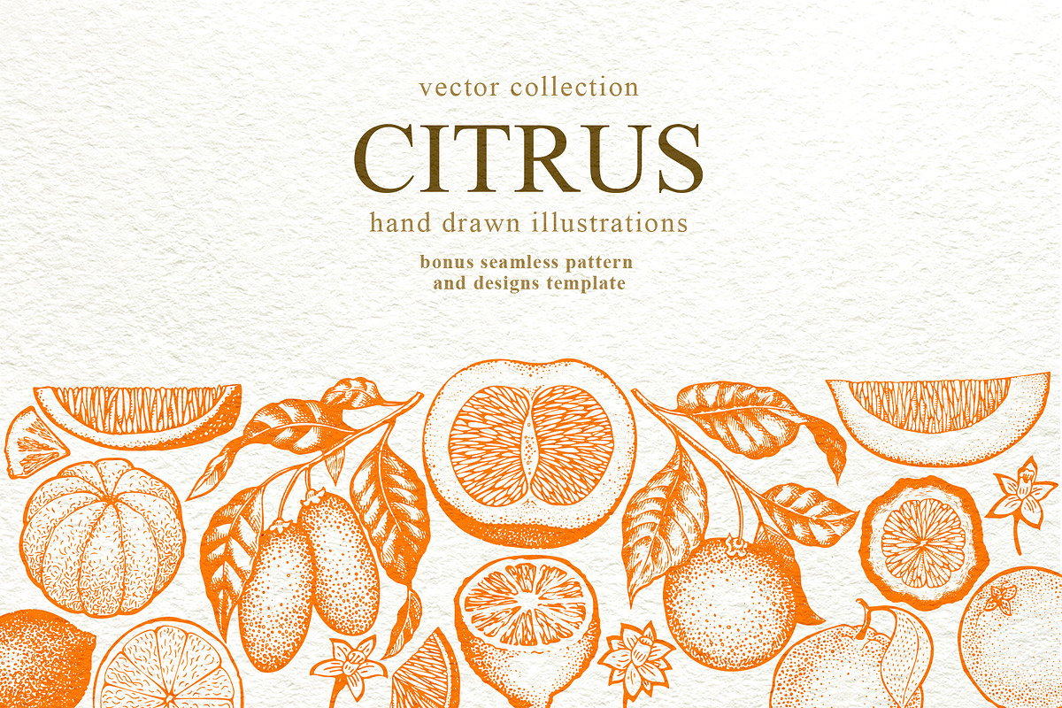 Citrus Vector  Collection, a Food Illustration by Lubov Illustrations Shop (Photo 1 of 5)