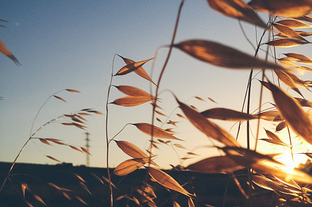 Spikelets of oats containing oat, field, and muesli, a Nature Photo by OSORIOartist