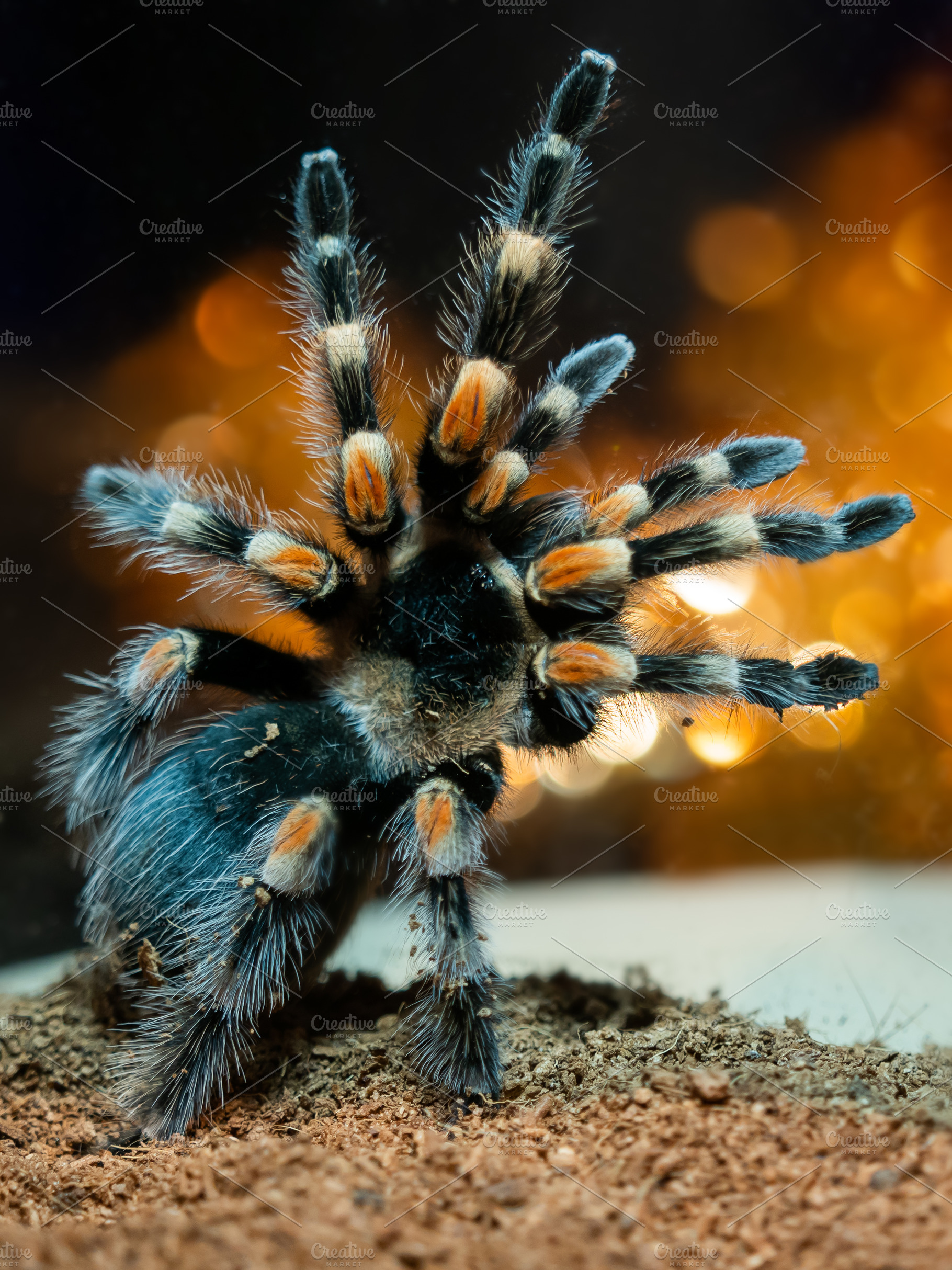 Tarantula spider dangerous insect featuring tarantula, spider, and close up, an Animal Photo by Aksenov_K
