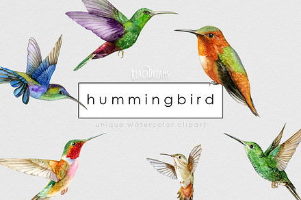 Watercolor Hummingbird clipart, an Animal Illustration by ReachDreams