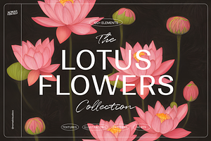 Lotus Flowers