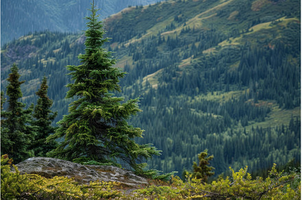 Lone pine tree growing on, a Nature Photo by Ylivdesign