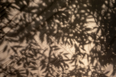 The shadow of the leaves, an Abstract Photo by Schreibikus