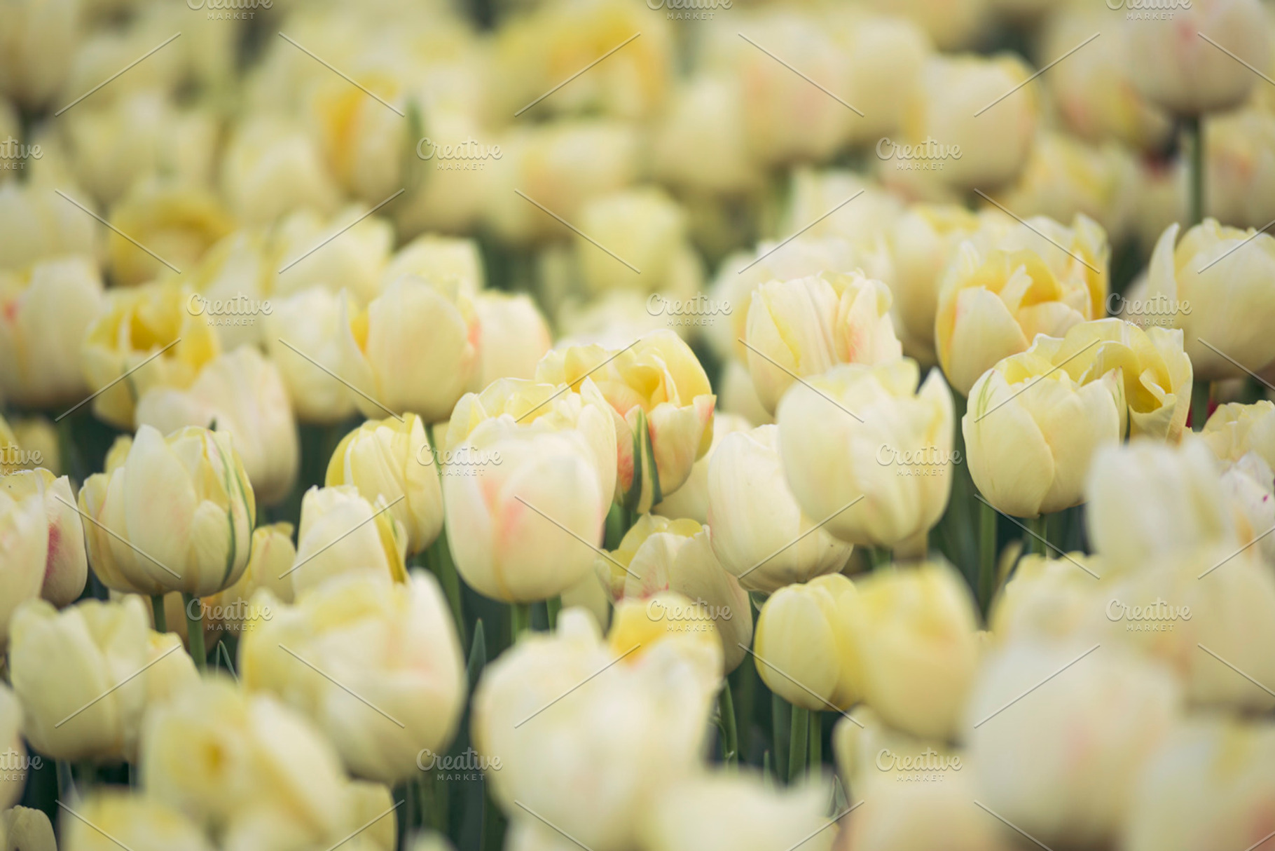 Tulip flowers stock photo containing garden and netherlands, a Nature Photo by Zoomin Istanbul