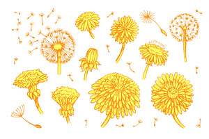 Dandelions: Set Patterns