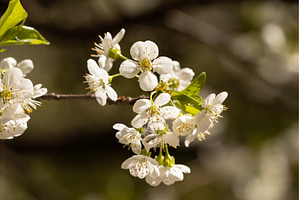 Blooming White Cherry Tree Branches