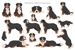 Bernese Mountain Dog Clipart