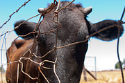 Cow Stock Bundle, an Animal Photo by r.r.palacios (Thumbnail 11 of 14)