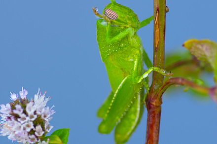 Egyptian Grasshopper washing with Dr