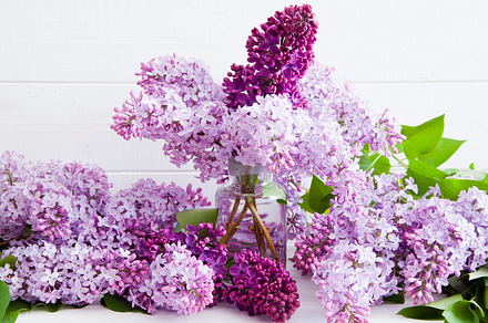 Purple flowers of lilac stock photo containing backgrounds and beauty in