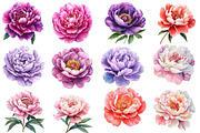 PEONY flower Watercolor clipart, an Illustration by Designworld (Thumbnail 2 of 5)
