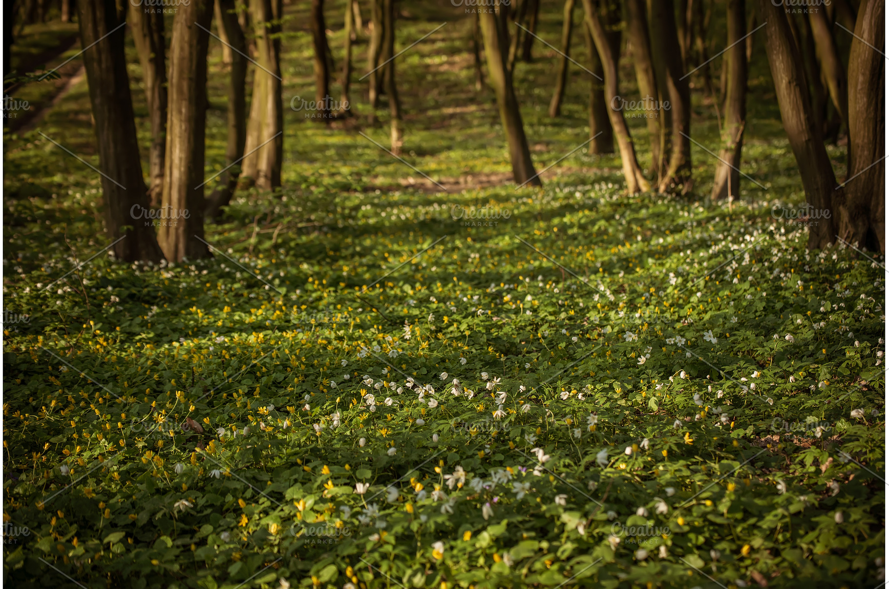Flowering green forest with white, a Nature Photo by Nature and travel