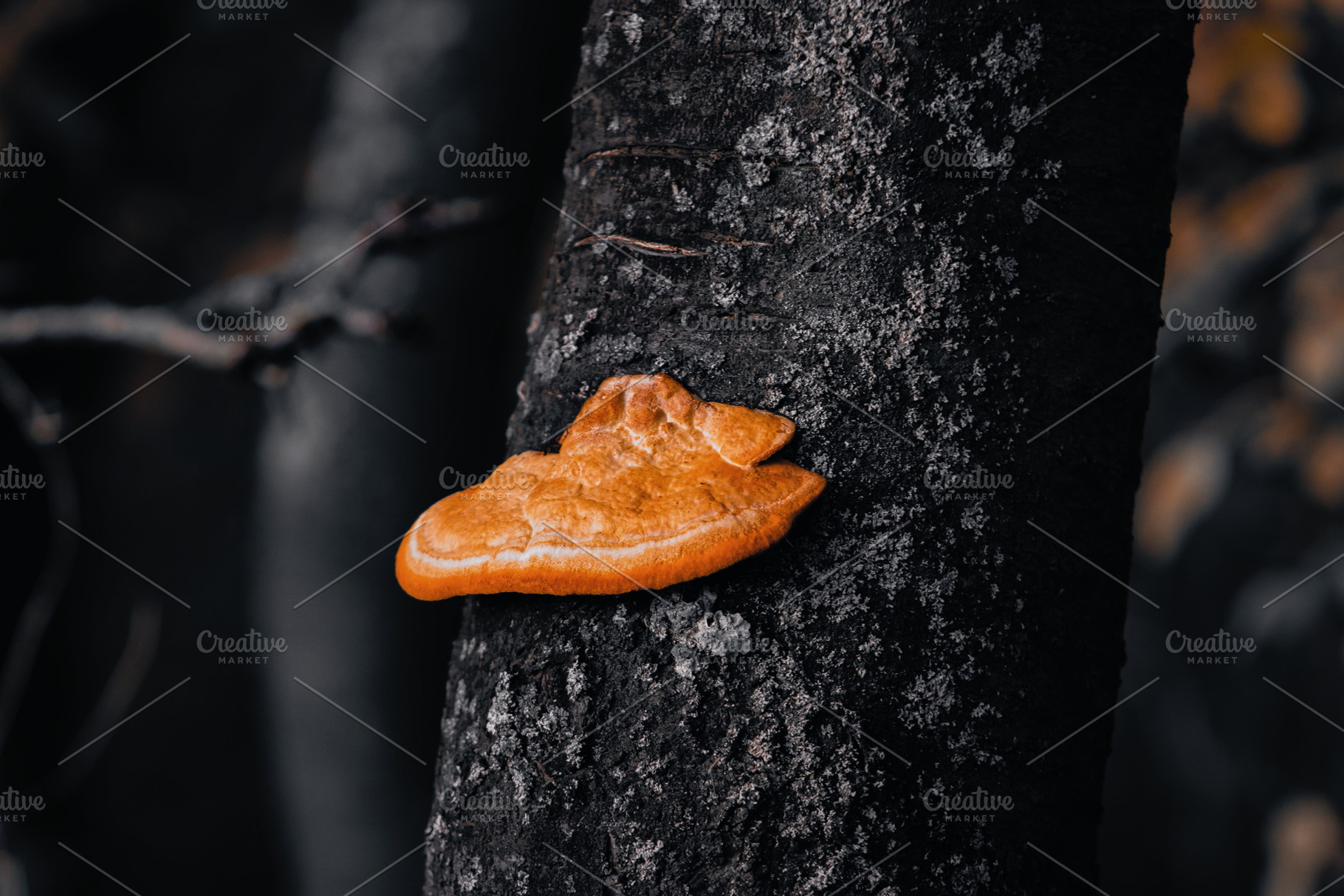 The Magic of Autumn #5, a Nature Photo by jakub_kopecky