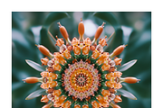 Muit Co · Retro Fruit Mandalas, a Food Illustration by milatovar (Thumbnail 17 of 22)