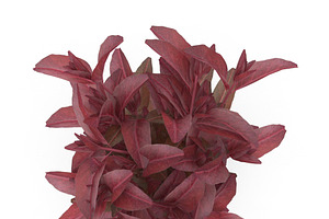 Red Amaranth Bunch