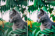 10 CAT Lightroom Presets, a Preset Add-On by MaPresets (Thumbnail 10 of 15)