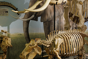 Skeleton of African and Indian elephant. Elephas maximus, an Animal Photo by Bepslabor
