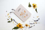 California Poppy Pencil Drawings, an Illustration by Greta Ivy (Thumbnail 6 of 6)
