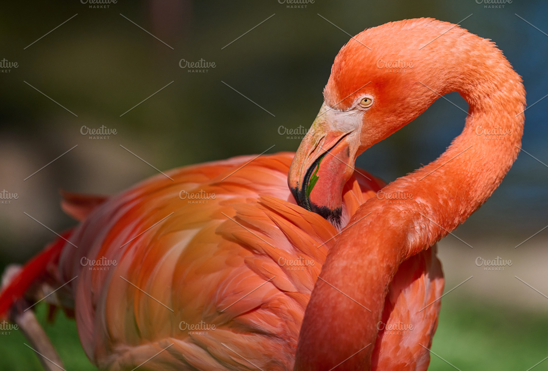 A vibrant pink flamingo stands on one leg, its neck gracefully c, an Animal Photo by ndanko