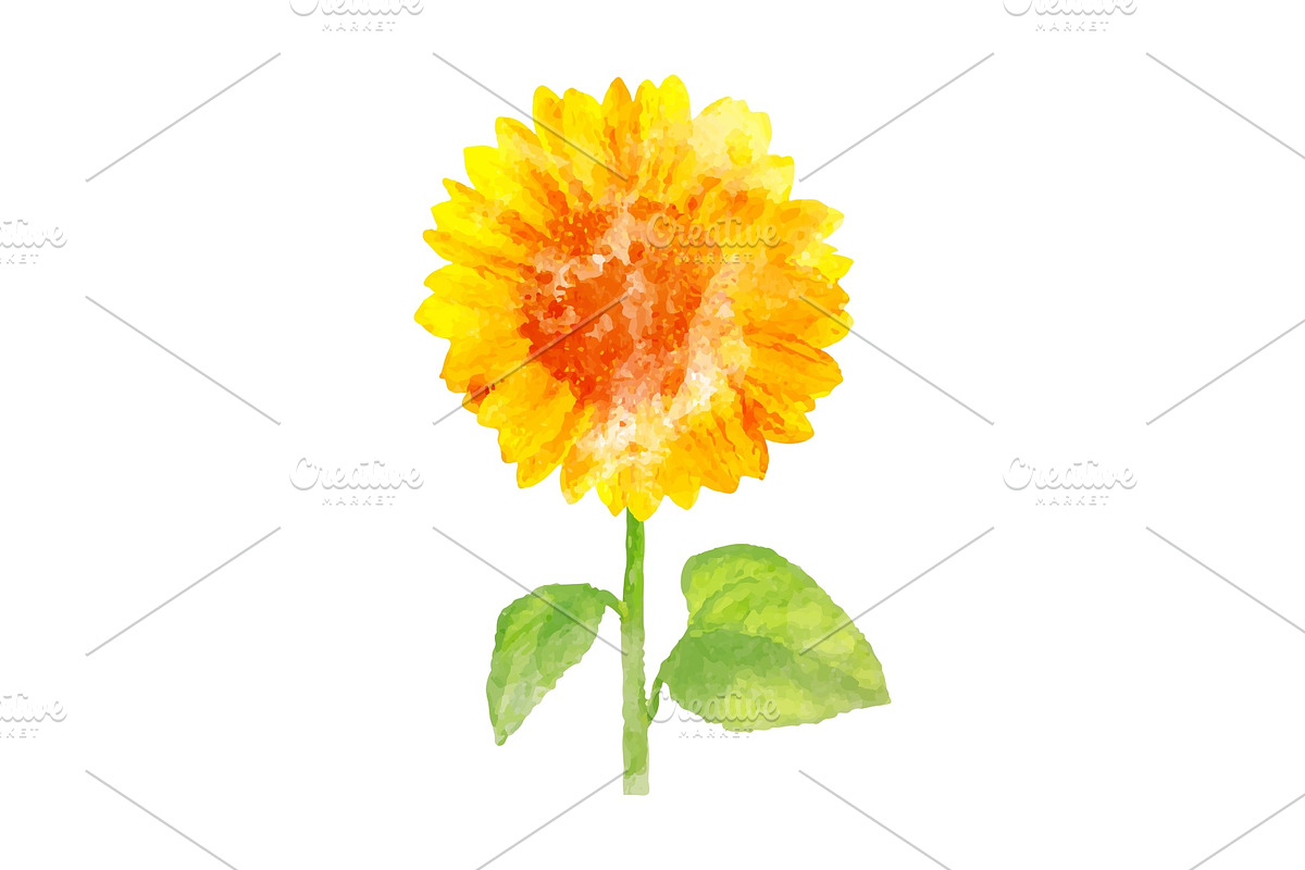 Watercolor sunflower on white, a Decorative Illustration by IhorZigor