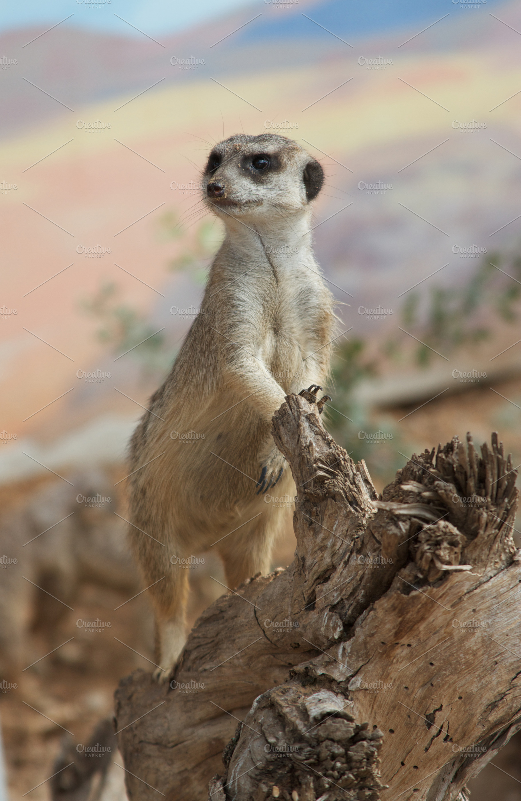 Meerkat on duty, an Animal Photo by Photo Kaminski