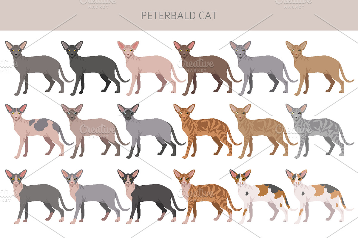 Peterbald cat, an Animal Illustration by pet design shop (Photo 2 of 6)