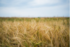 Golden ripening barley crop growing, a Nature Photo by volodymyrshtun13795