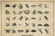 127 Procreate Insects stamps brushes, a Brush Add-On by Endete & Mazak brushes (Thumbnail 4 of 5)