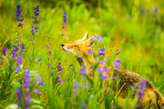 Spring Presets - Lightroom Presets, an Action Add-On by Lensgrade.com (Thumbnail 13 of 15)