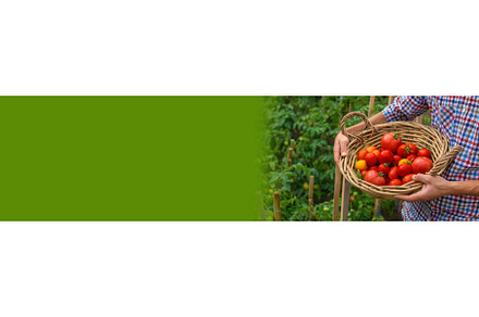 Male farmer harvests tomatoes in the, a Food & Drink Photo by yanadjana