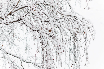 Branches of a birch under a thick layer of snow, close-up, a Nature Photo by TanaCh