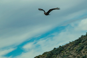 Bird flying over steppe mountain landscape, chubut province, arg, a Nature Photo by DanFLCreativo