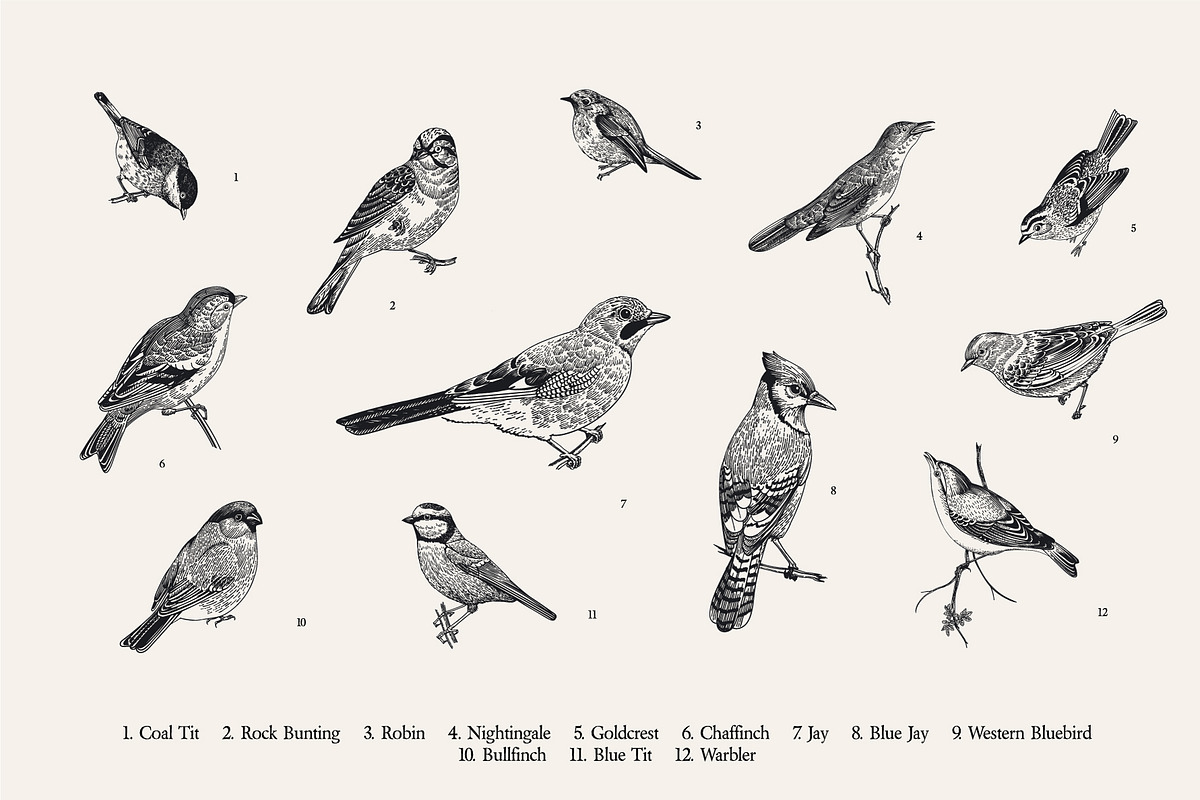 Garden Birds. Black & white, an Animal Illustration by olga.korneeva (Photo 2 of 7)