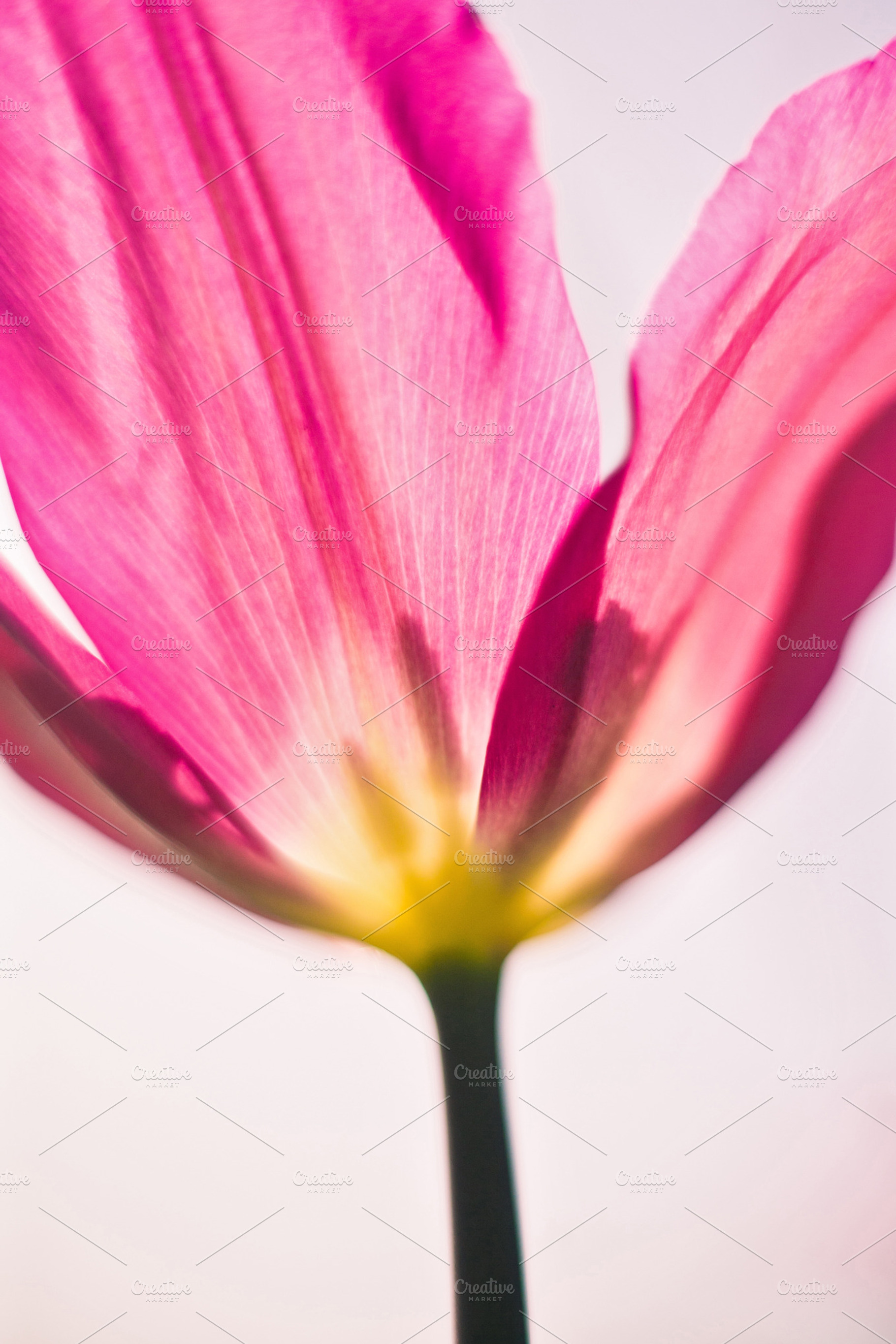 iseeyouflower tulip