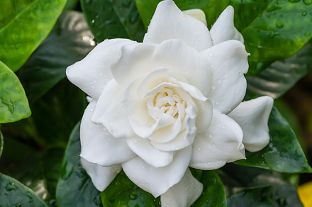 White Gardenia Flower Stock Photo Containing Gardenia And Garden preview 6