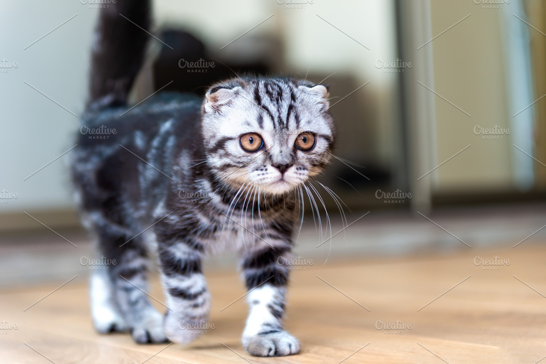 Cat funny kitten walking in room, an Animal Photo by Vapi