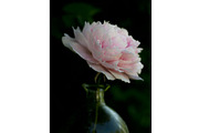 Romantic printable peony wall art, a Nature Photo by Mineden Digital Prints (Thumbnail 2 of 7)
