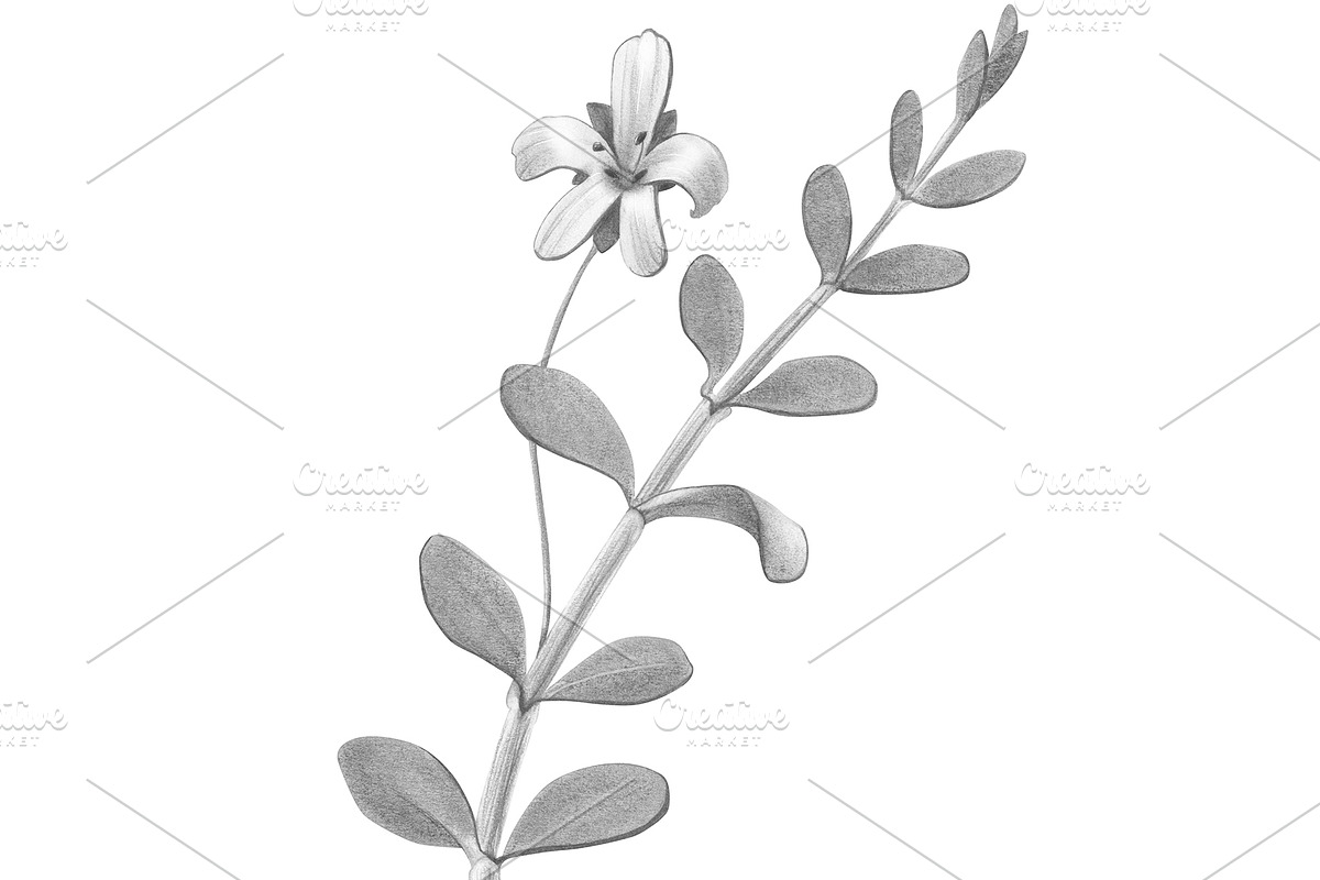 Bacopa Botanical Illustration Set, an Illustration by Anna Repp Illustration (Photo 4 of 7)