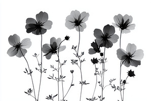 Elegant grayscale cosmos flowers bot, a Beauty & Fashion Photo by Pixeness Studio