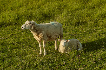 Sheep couple with sunset light