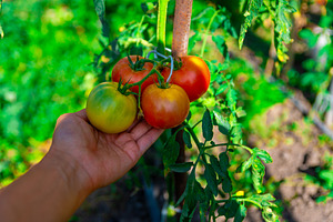Hand Picking Ripe Tomatoes, a Food & Drink Photo by Ales Munt