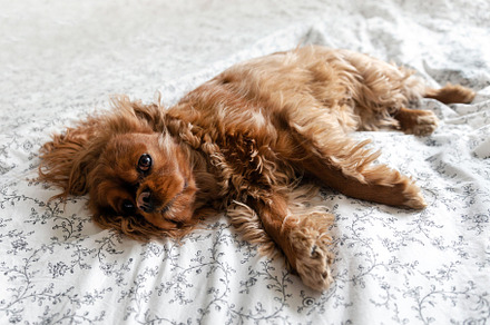 Cute dog resting